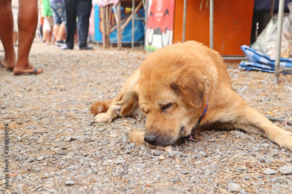 Roadside dog sleeping on ground Roadside dog sleeping on ground