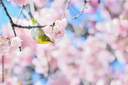 メジロと桜