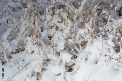 Tall grass covered with snow after a snowstorm. Nature in winter.