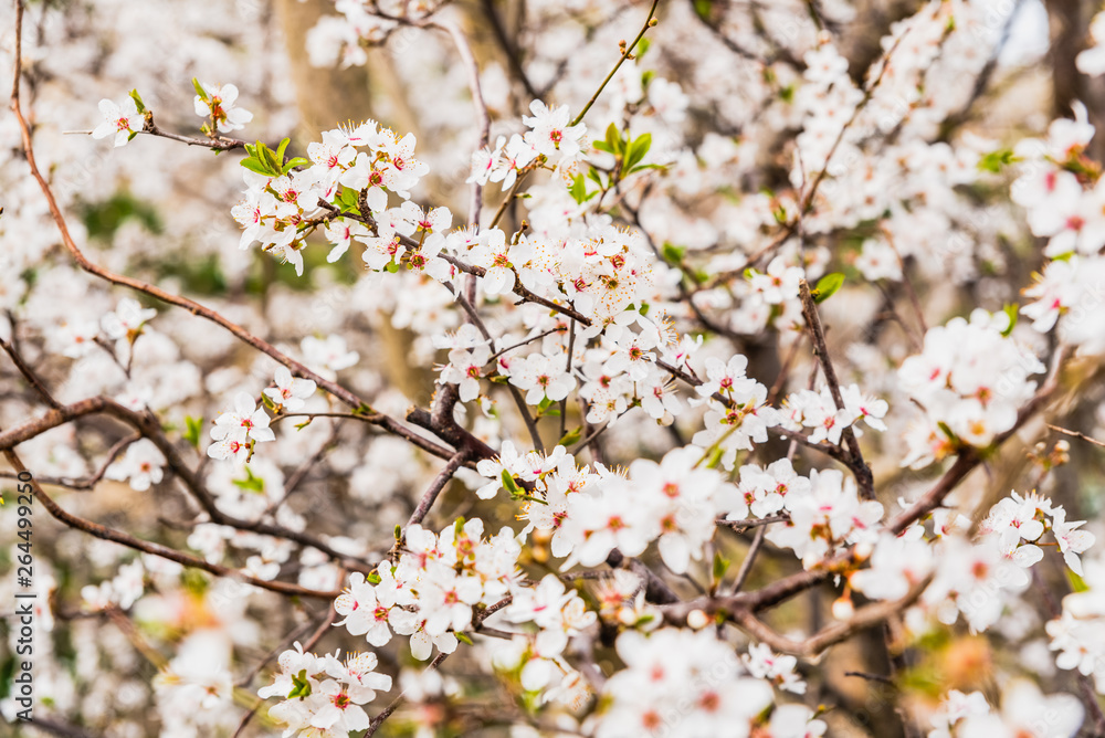 Flowering almond trees during the spring in a Mediterranean city, ideal for a soft background. Flowering almond trees during the spring in a Mediterranean city, ideal for a soft background.