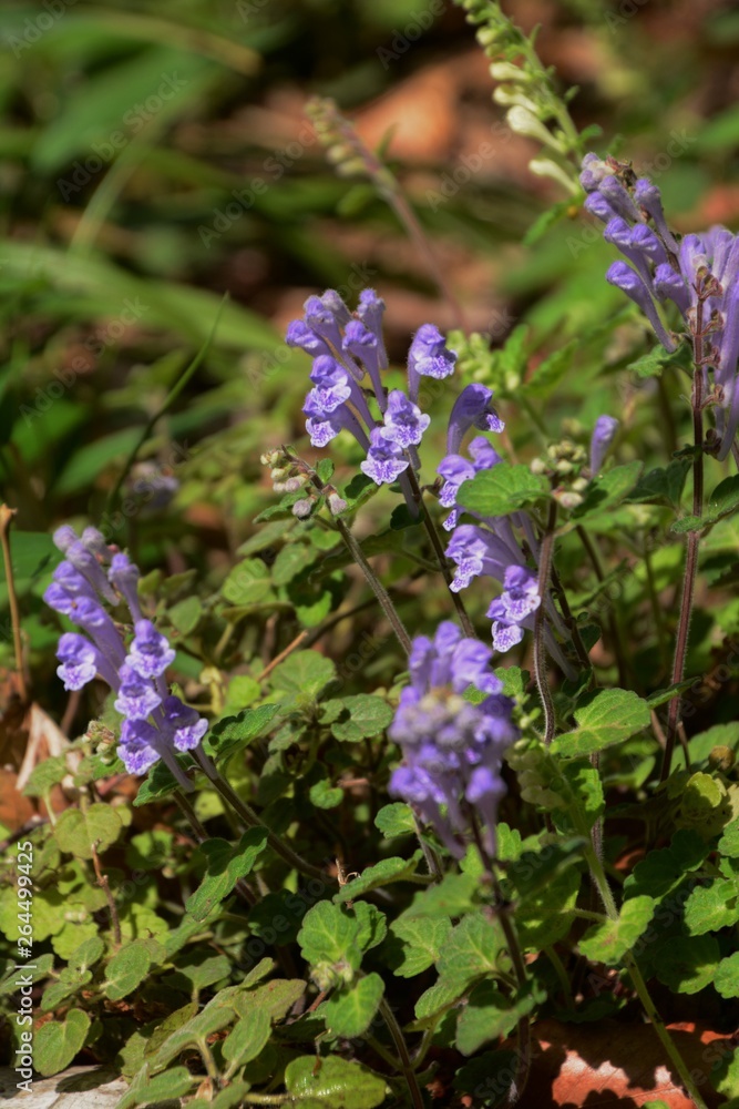 Fototapeta premium Skullcap (Scutellaria indica)