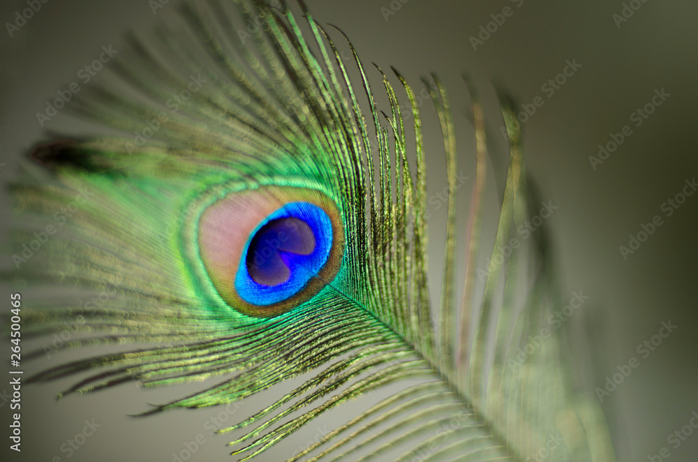 Obraz premium peacock feather macro on black background