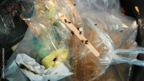 Flies eating food in garbage, The concept of contaminated food