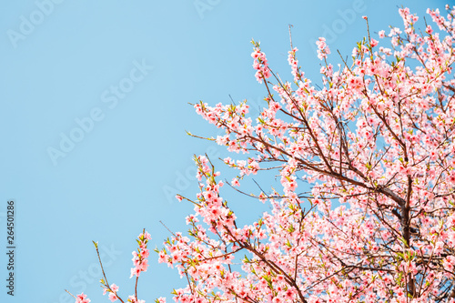 Pink cherry blossoms with blue sky photo