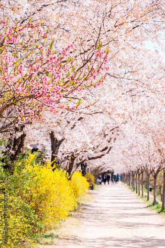 Dongchon riverside park  Cherry blossom festival in Daegu  Korea