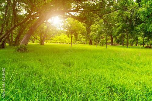 Lawn in the jungle.Grass in the shade.Big tree with field.Tree shade.The sun shines through the leaves.Sunshine in the evening.There are a few trees to switch back and forth.There is space