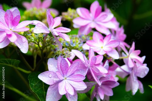 紫陽花
