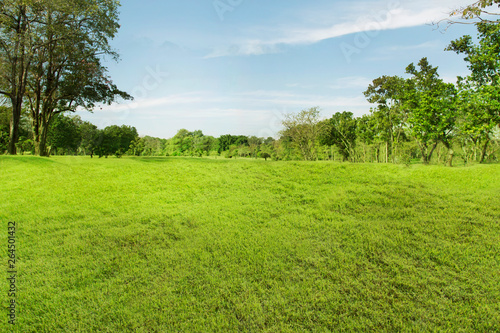 Green trees with a wide lawn in the bright morning © virachai