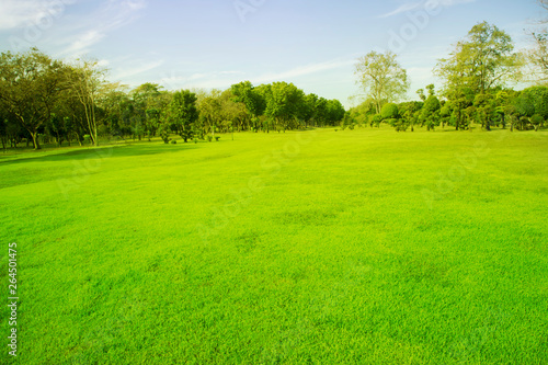 Blurred photo Beautiful meadow in the park with morning sky. © virachai