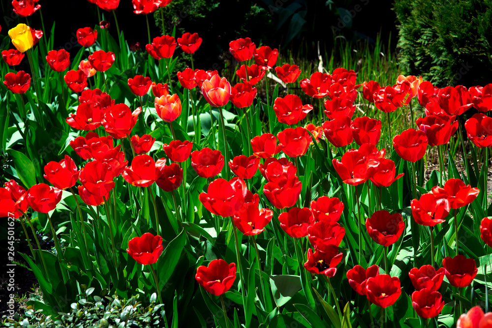 flower bed in the garden with blooming red tulips, spring background.