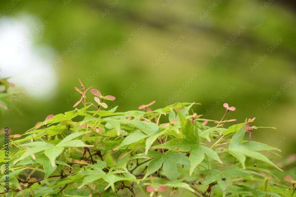Japanese maple seeds Japanese maple seeds