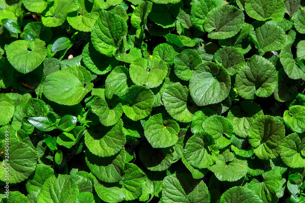 leaves plant texture eco friendly background closeup. leaves plant texture eco friendly background closeup.