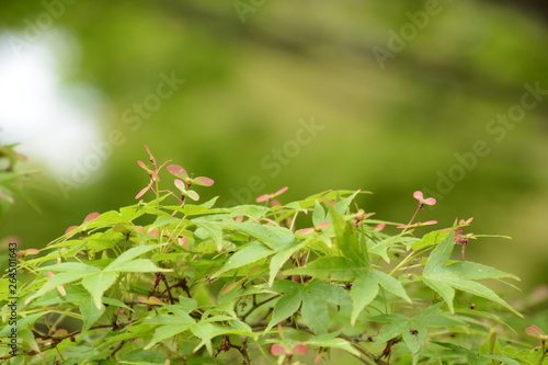 Japanese maple seeds