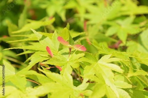 Japanese maple seeds