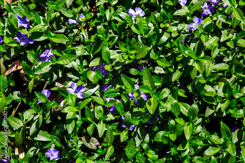 floral background plant texture with green leaves and blue flowers on a sunny spring day.