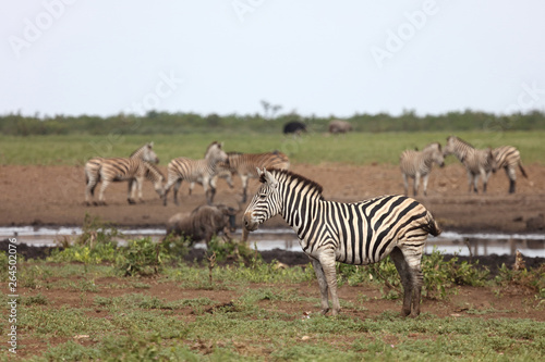 Fototapeta Naklejka Na Ścianę i Meble -  Steppenzebra / Burchell's zebra / Equus burchellii