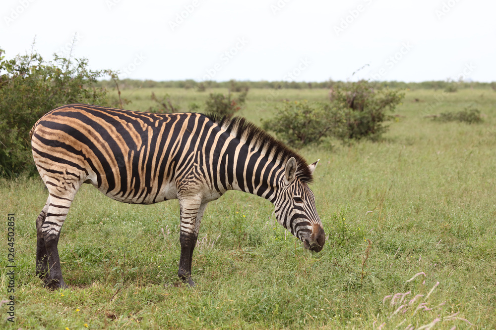 Steppenzebra / Burchell's zebra / Equus burchellii Steppenzebra / Burchell's zebra / Equus burchellii