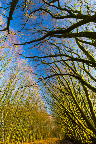 Fototapeta Naklejka Na Ścianę i Meble -  Bäume vor blauem Himmel Hochformat