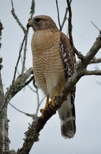 red tailed hawk perched in tree