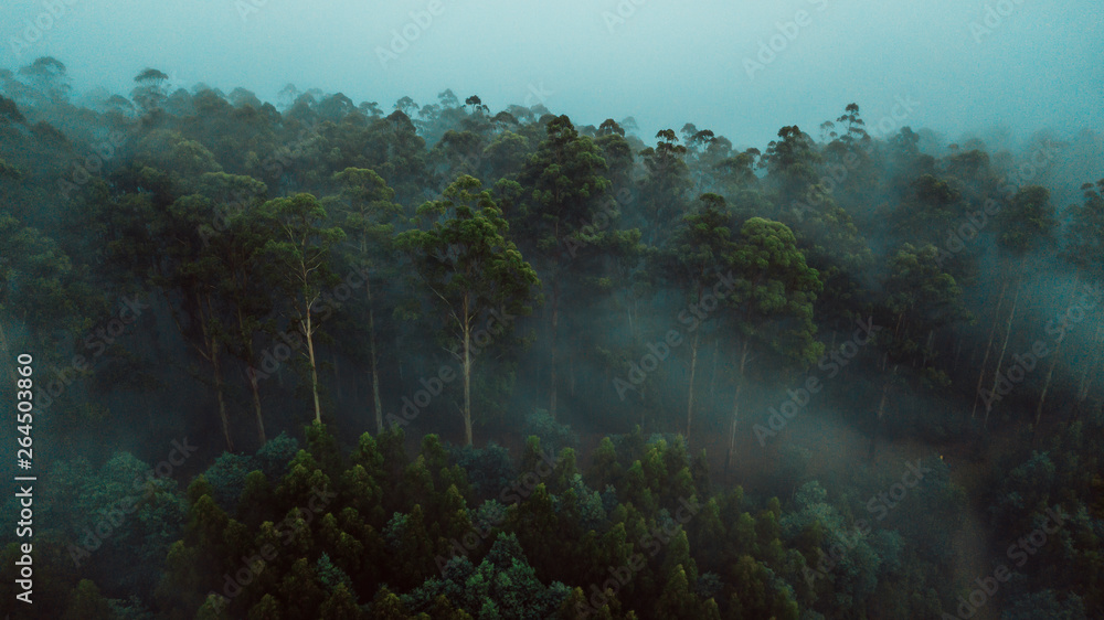 Aerial View of Beautiful Australian Forest on a Foggy Day
