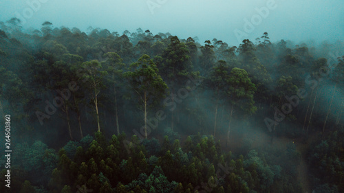 Obraz na płótnie Aerial View of Beautiful Australian Forest on a Foggy Day w salonie