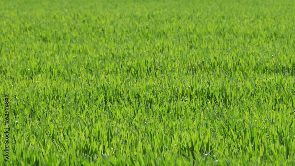 green field of grass green field of grass