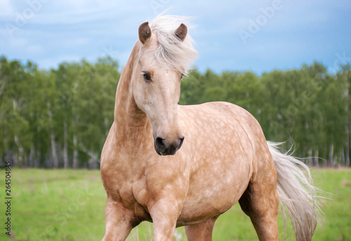 Free palomino horse runs in the field and forest photo