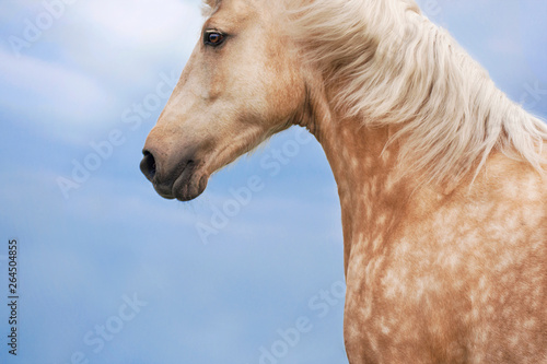 Wallpaper Mural Portrait of a palomino horse in apples against a blue sky Torontodigital.ca