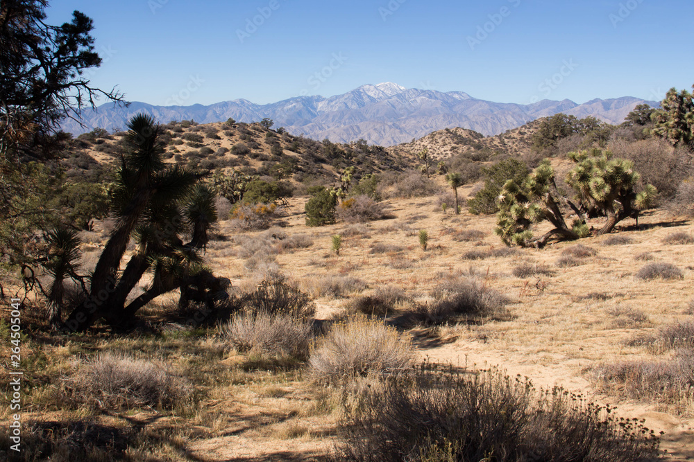 Joshua Tree National Park Desert Landscape - Southern California