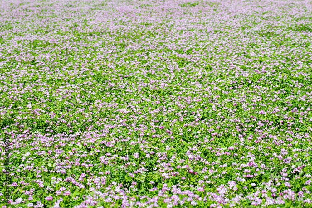 Fototapeta premium Field of Chinese milk vetch, Astragalus sinicus ,Shikoku,Japan