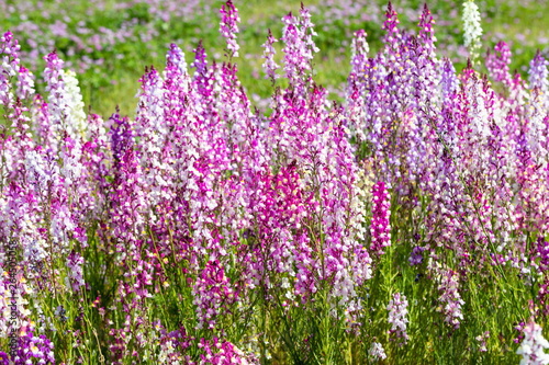 Pink Snapdragon flowers in the garden