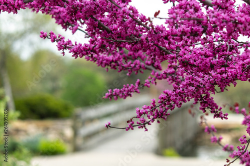 flowering tree