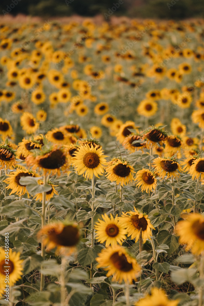 sunflower field in Lopburi province, Thailand