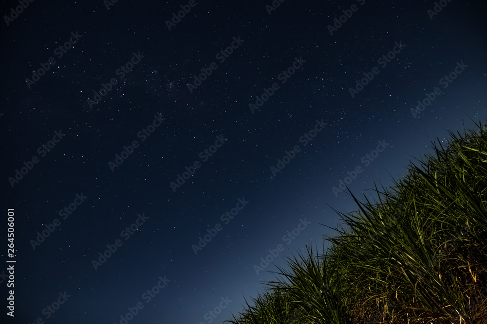 Fototapeta premium Constelation of Crux over a sugar cane field / Constelação do Cruzeiro do Sul sobre uma plantação de cana de açúcar