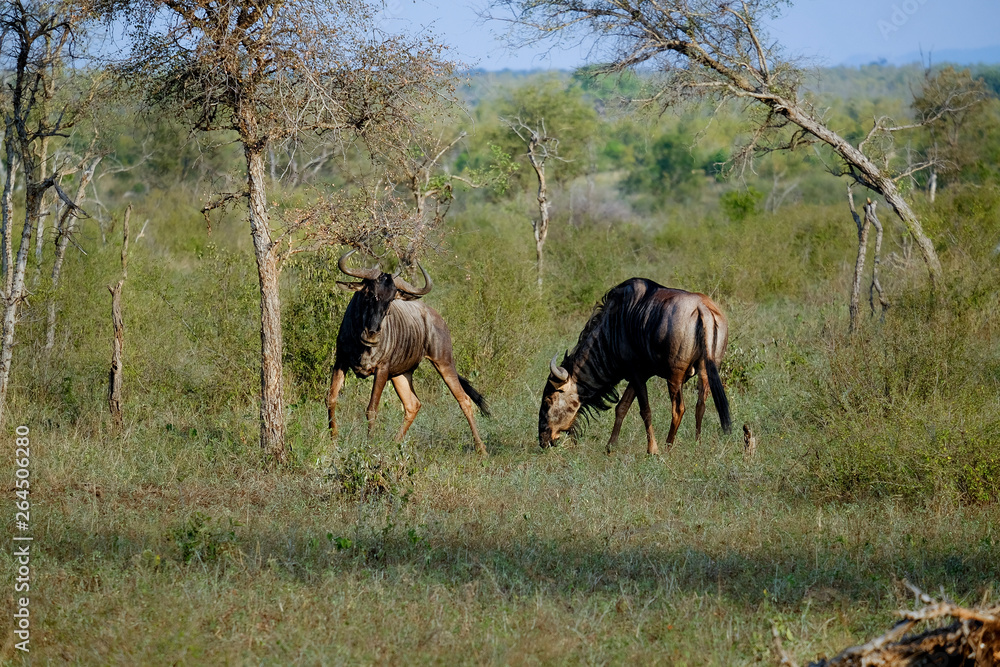 Two african wildebeest measuring each other Two african wildebeest measuring each other