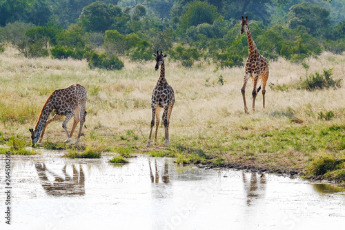 African giraffe drinking water