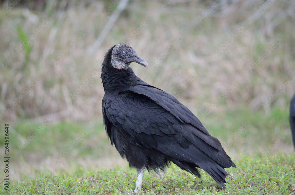 Fototapeta premium Black vulture with evil looking eye