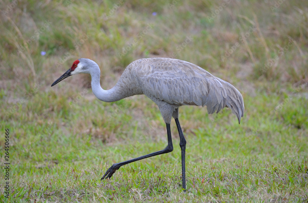 Obraz premium Sandhill crane in Florida