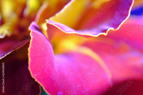 marigold flower closeup