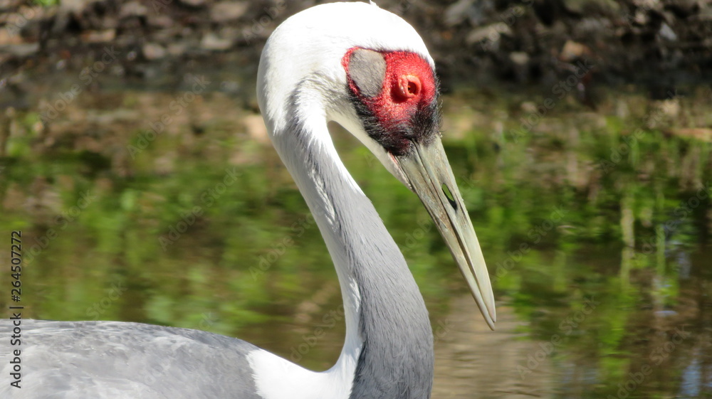 Fototapeta premium close up of crane