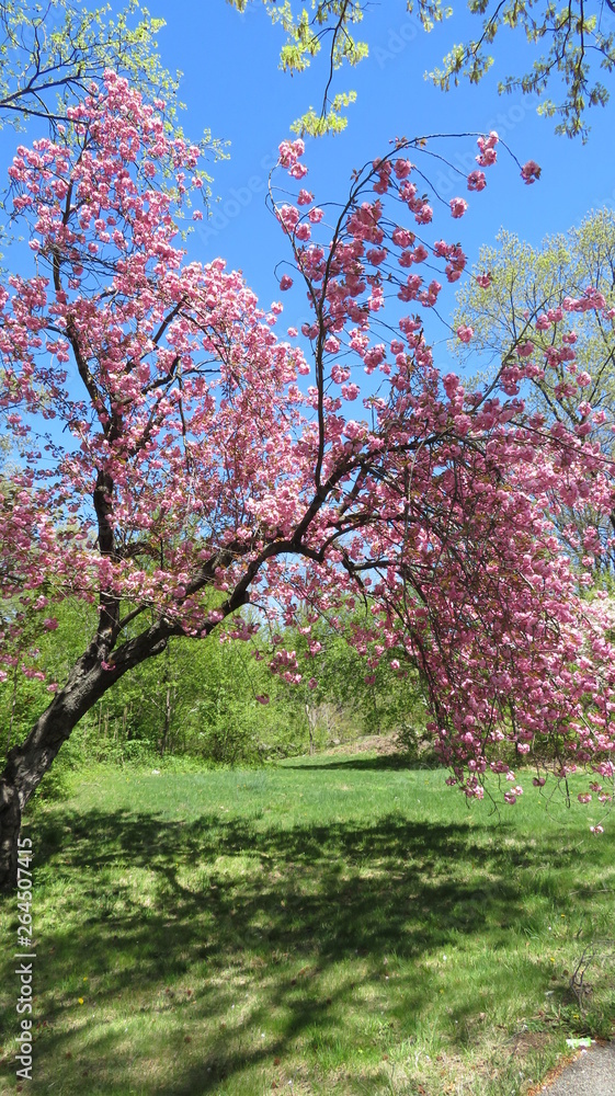 cherry blossom tree in bloom