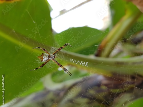 Wallpaper Mural ARAÑA EN LA NATURALEZA Torontodigital.ca