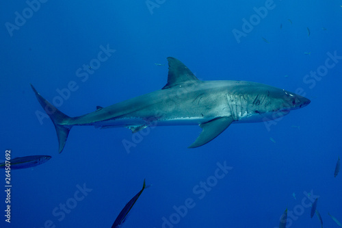Cage Diving with Great White Shark in Isla Guadalupe, Mexico © shanemyersphoto