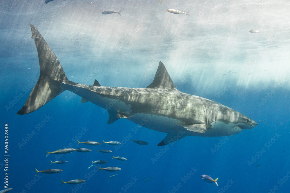 Fototapeta premium Cage Diving with Great White Shark in Isla Guadalupe, Mexico