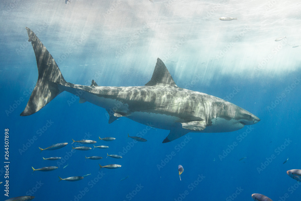 Naklejka premium Cage Diving with Great White Shark in Isla Guadalupe, Mexico