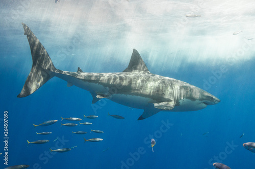 Cage Diving with Great White Shark in Isla Guadalupe, Mexico © shanemyersphoto