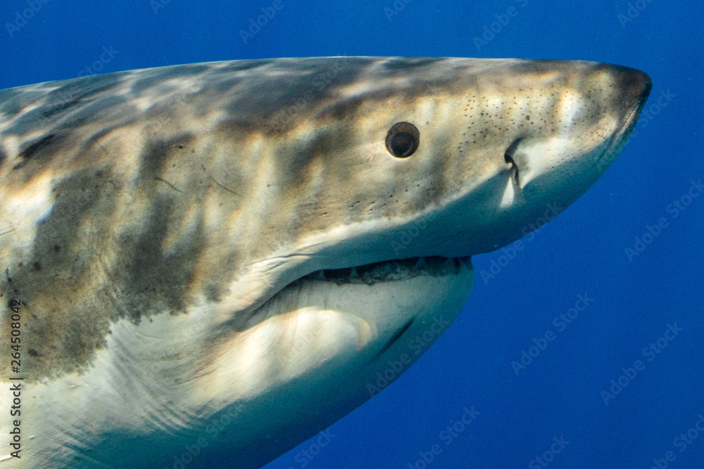 Naklejka premium Cage Diving with Great White Shark in Isla Guadalupe, Mexico