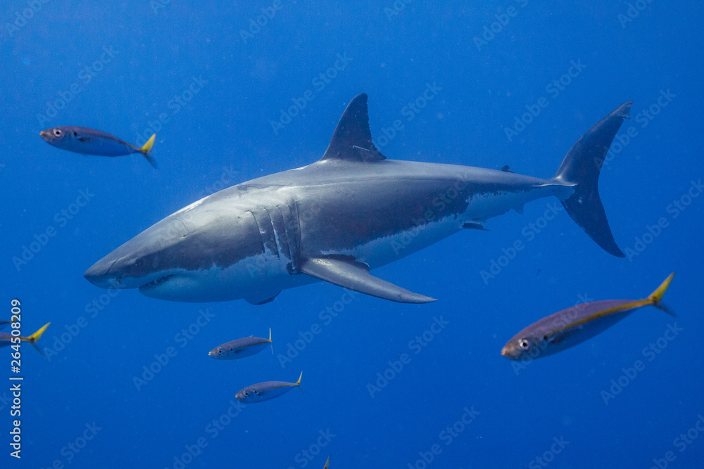 Cage Diving with Great White Shark in Isla Guadalupe, Mexico Cage Diving with Great White Shark in Isla Guadalupe, Mexico