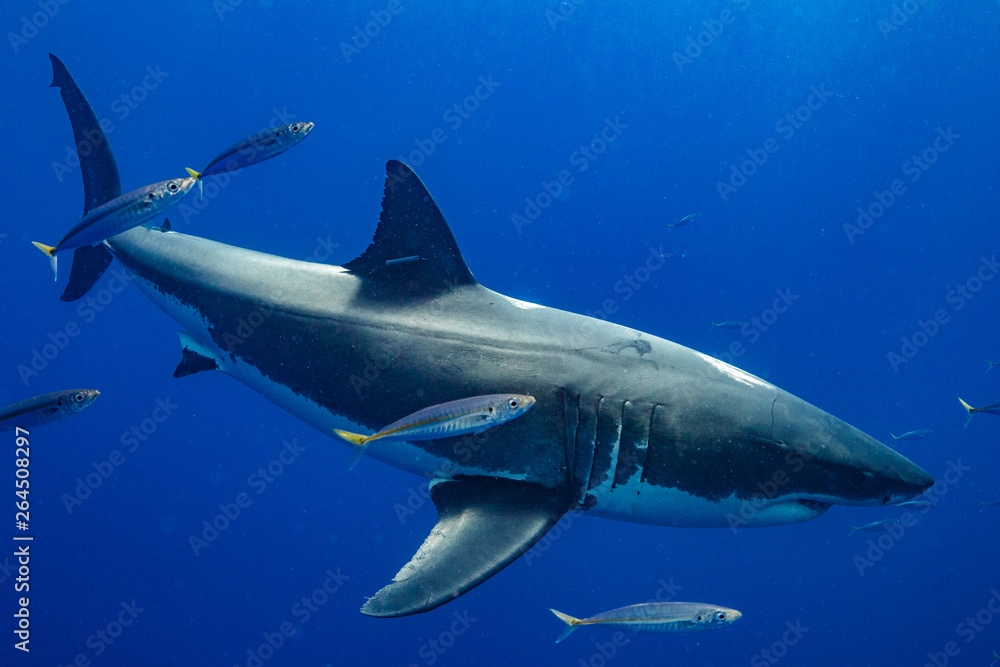 Fototapeta premium Cage Diving with Great White Shark in Isla Guadalupe, Mexico