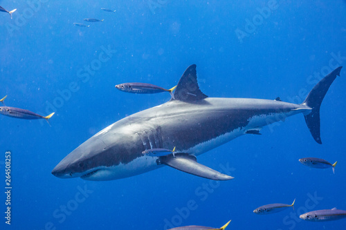 Cage Diving with Great White Shark in Isla Guadalupe, Mexico